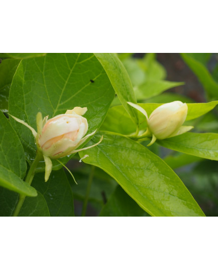 Calycanthus x raulstonii 'Venus'