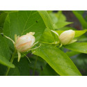 Calycanthus x raulstonii 'Venus'