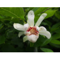 Calycanthus x raulstonii 'Venus'