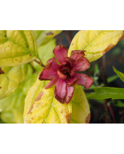 Calycanthus x raulstonii 'Hartlage Wine'