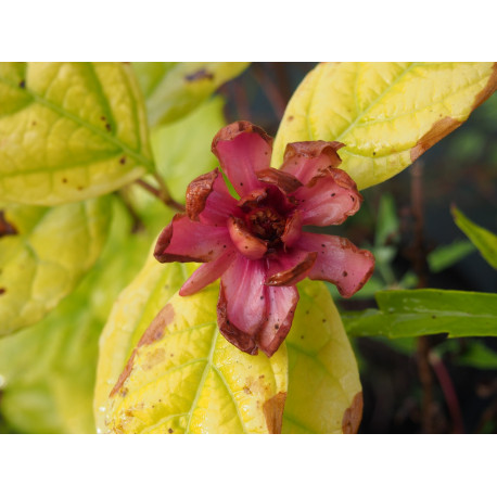 Calycanthus x raulstonii 'Hartlage Wine'