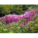 Buddleja davidii 'Pink Delight' - arbres aux papillons, buddleia de David,