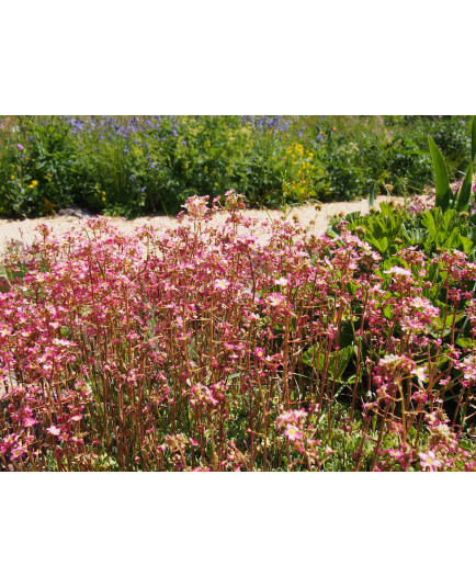 Saxifraga paniculata 'Rosea Splendens'