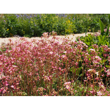 Saxifraga paniculata 'Rosea Splendens'