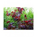 Corylus 'Red Majestic'® - noisetier tortueux à feuillage pourpre, coudrier