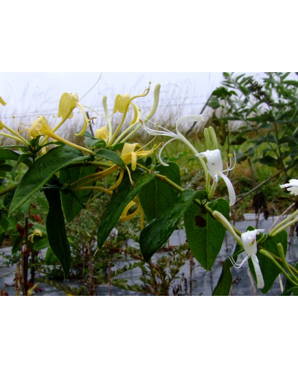 Lonicera similis var. delavayi -chèvrefeuille grimpant