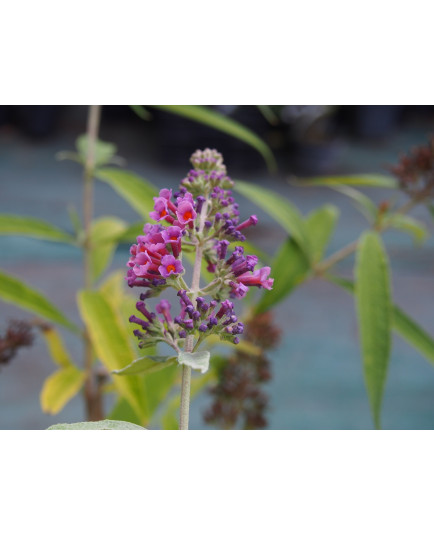 Buddleja 'Flower power'