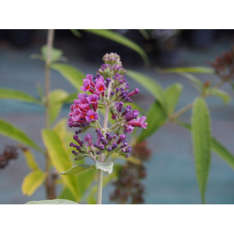 Buddleja 'Flower power'