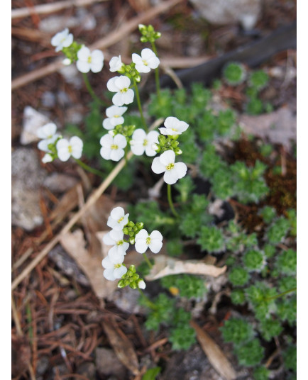 Arabis bryoides