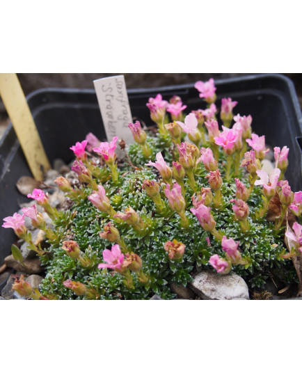 Saxifraga 'Strawberry Melba'