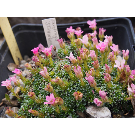 Saxifraga 'Strawberry Melba'