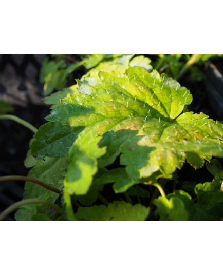 Mitella acerina