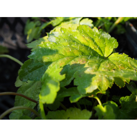 Mitella acerina