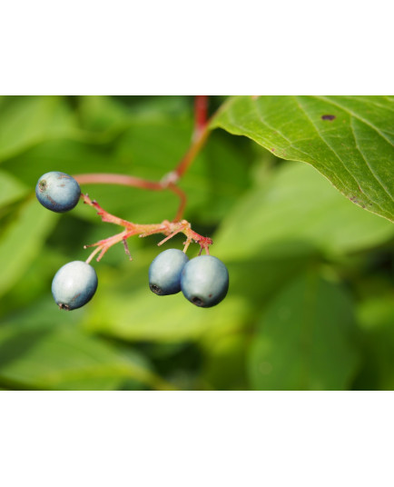 Cornus amomum - Cornaceae - cornouiller