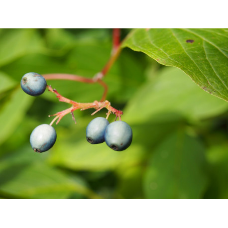 Cornus amomum - Cornaceae - cornouiller