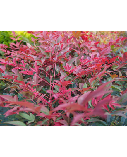 Nandina domestica 'Obsessed'® -Bambou sacré