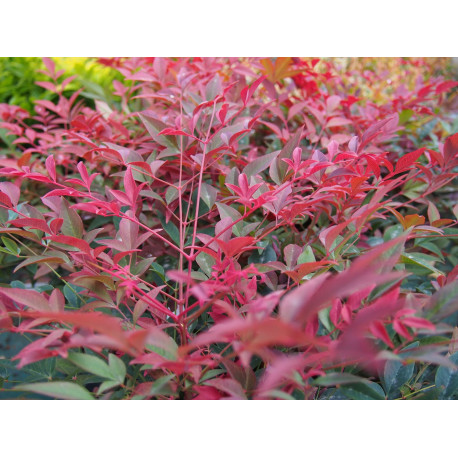 Nandina domestica 'Obsessed'® -Bambou sacré