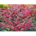 Nandina domestica 'Obsessed'® -Bambou sacré