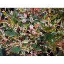 Nandina domestica 'Twilight'