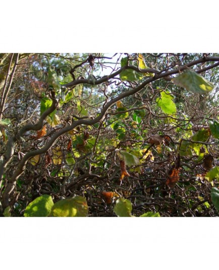 Hedera helix 'Esther' - Lierre panaché