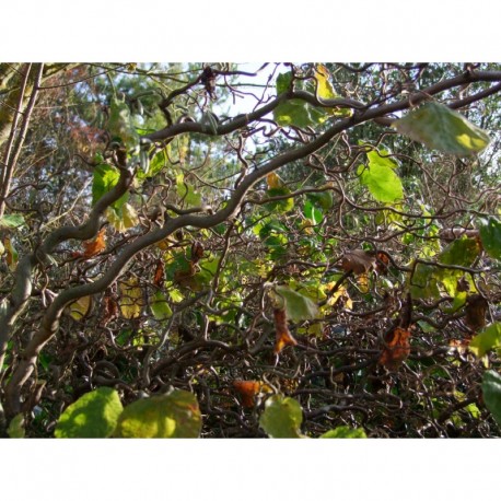 Hedera helix 'Esther' - Lierre panaché