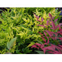 Nandina domestica ' Lemon & Lime'