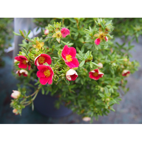 Potentilla fruticosa 'Danny Boy' ®