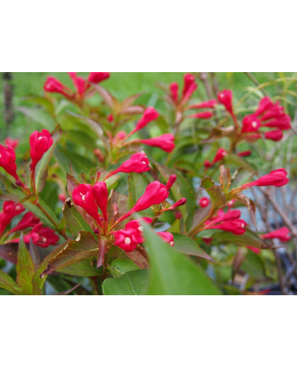 Weigela 'All Summer Red'®