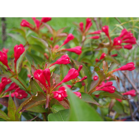 Weigela 'All Summer Red'®