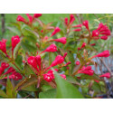 Weigela 'All Summer Red'®