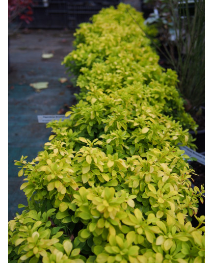 Berberis thunbergii 'Tiny Gold'® - Berberis, épine vinette