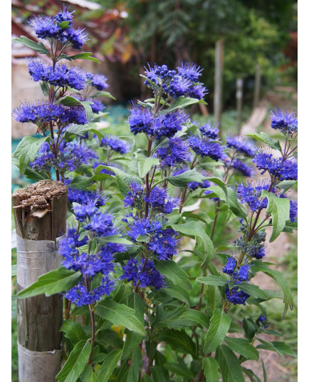 Caryopteris clandonensis x 'Grand Bleu' ® Inoveri'