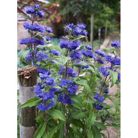 Caryopteris clandonensis x 'Grand Bleu' ® Inoveri'