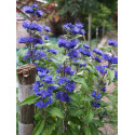 Caryopteris clandonensis x 'Grand Bleu' ® Inoveri'
