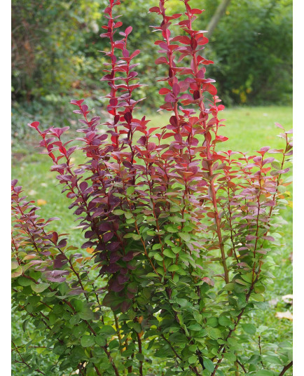 Berberis thunbergii 'Orange Rocket' - Epine vinette