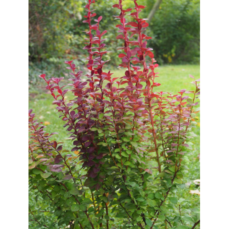 Berberis thunbergii 'Orange Rocket' - Epine vinette