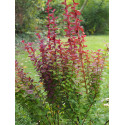 Berberis thunbergii 'Orange Rocket' - Epine vinette