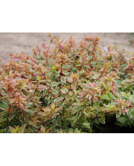 Abelia grandiflora x 'Radiance'