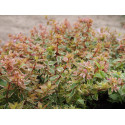 Abelia grandiflora x 'Radiance'