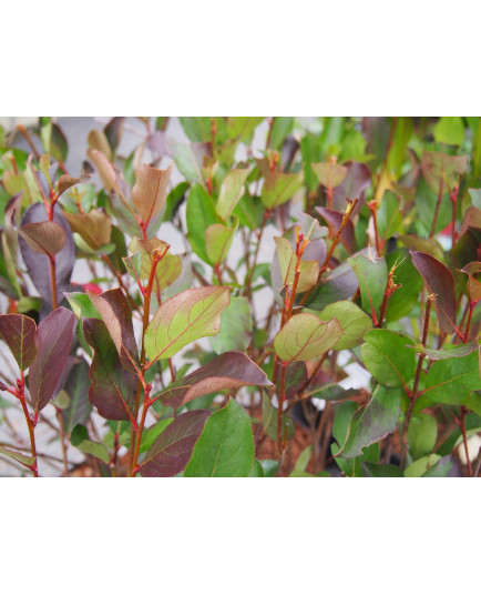 Aronia melanocarpa 'Autumn Magic'