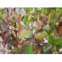 Aronia melanocarpa 'Autumn Magic'