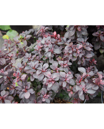 Berberis thunbergii 'Concorde' ®