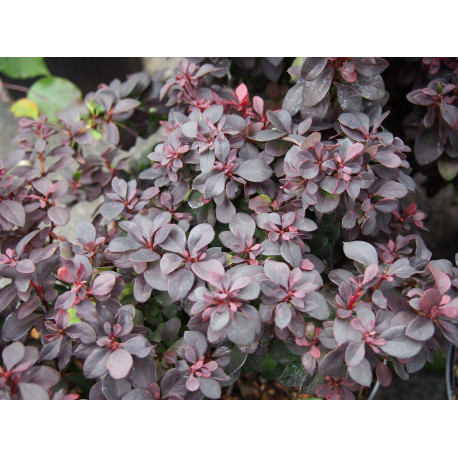 Berberis thunbergii 'Concorde' ®