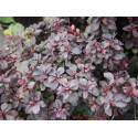 Berberis thunbergii 'Concorde' ®