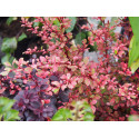 Berberis thunbergii 'Natasza' ®