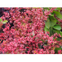 Berberis thunbergii 'Natasza' ®