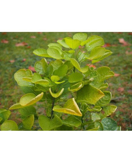 Cotinus coggygria 'Golden Lady' ®