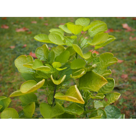 Cotinus coggygria 'Golden Lady' ®