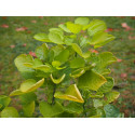 Cotinus coggygria 'Golden Lady' ®