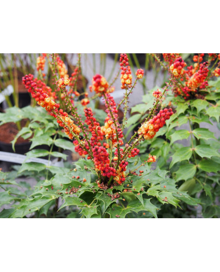 Mahonia nitens 'Cabaret' ®